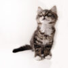 Understanding Cat Stock and Its Impact on the Pet Industry