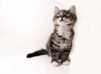 Understanding Cat Stock and Its Impact on the Pet Industry