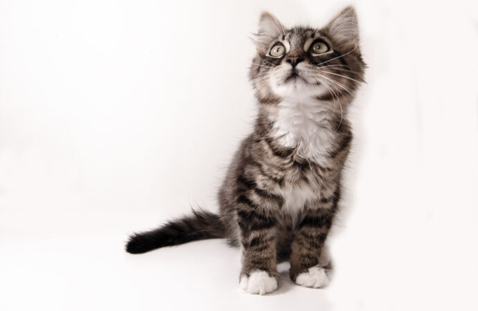 Understanding Cat Stock and Its Impact on the Pet Industry