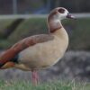 The Role of Geese in Our Ecosystems: An Essential Species