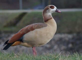 The Role of Geese in Our Ecosystems: An Essential Species