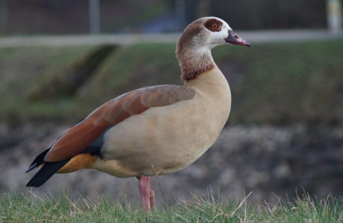 The Role of Geese in Our Ecosystems: An Essential Species