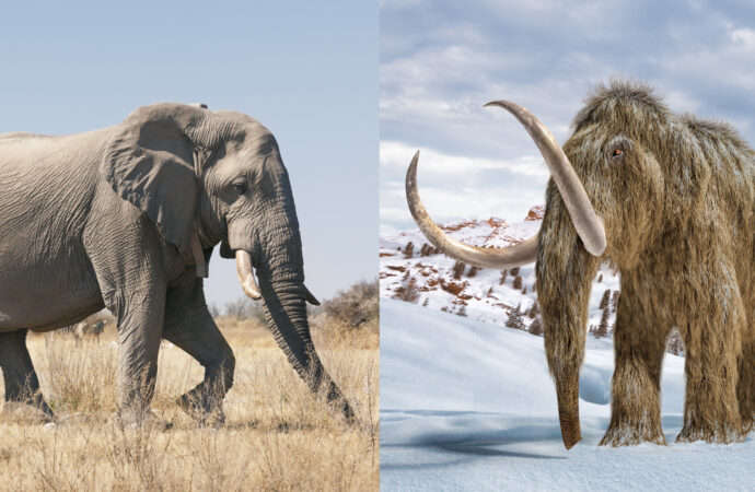 Mammoth vs Hurricanes: Nature’s Ancient Beasts and Modern Storms
