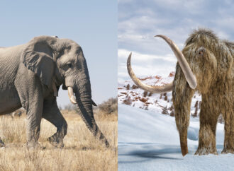 The Clash of Nature: Mammoth vs Lightning