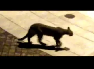 Mountain Lion Sightings in San Francisco: What You Need to Know