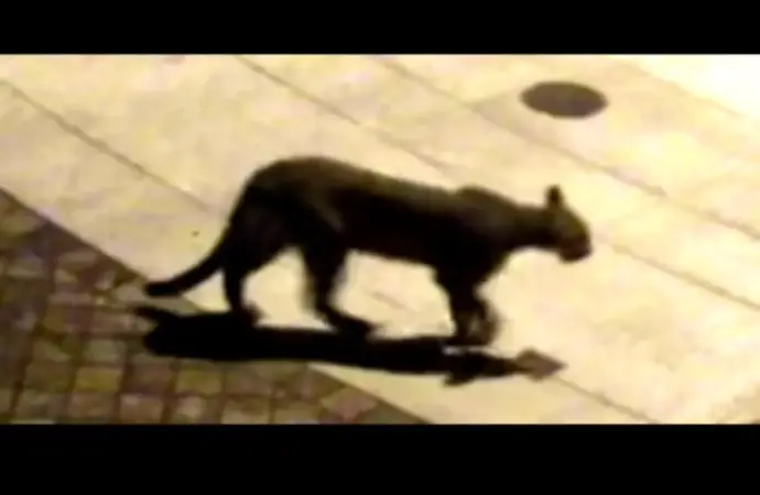 Mountain Lion Sightings in San Francisco: What You Need to Know