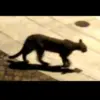 Mountain Lion Sightings in San Francisco: A Growing Concern
