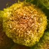 Exploring the Search for a Pancreatic Cancer Cure