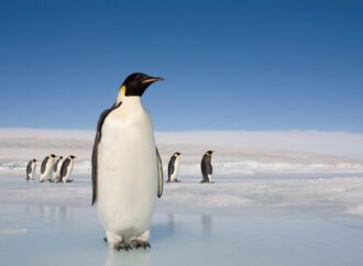 The Importance of Penguin Conservation Amid Climate Change