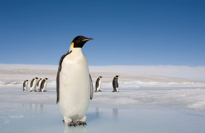 The Importance of Penguin Conservation Amid Climate Change