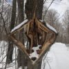 The Phenomenon of Trees Exploding from Cold: What You Need to Know