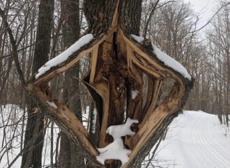 The Phenomenon of Trees Exploding from Cold: What You Need to Know