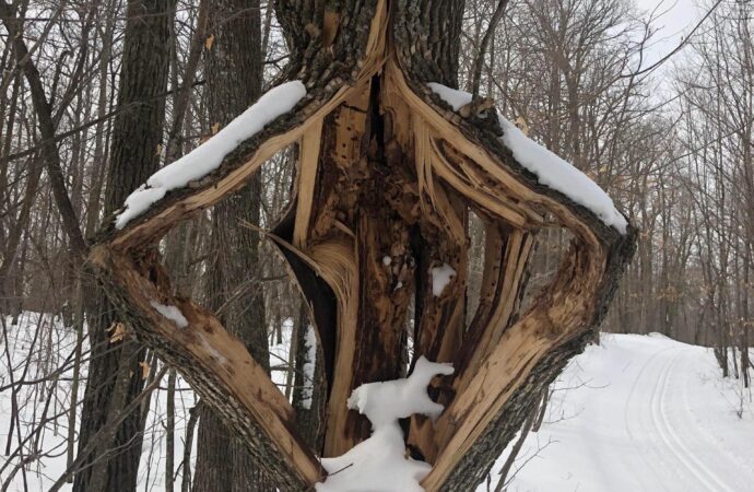 The Phenomenon of Trees Exploding from Cold: What You Need to Know