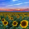 Understanding Denver Weather: Current Trends and Impacts