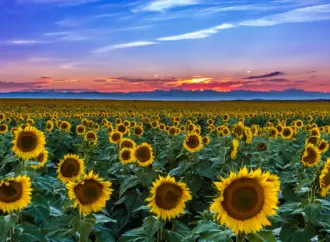 Understanding Denver Weather: Current Trends and Impacts