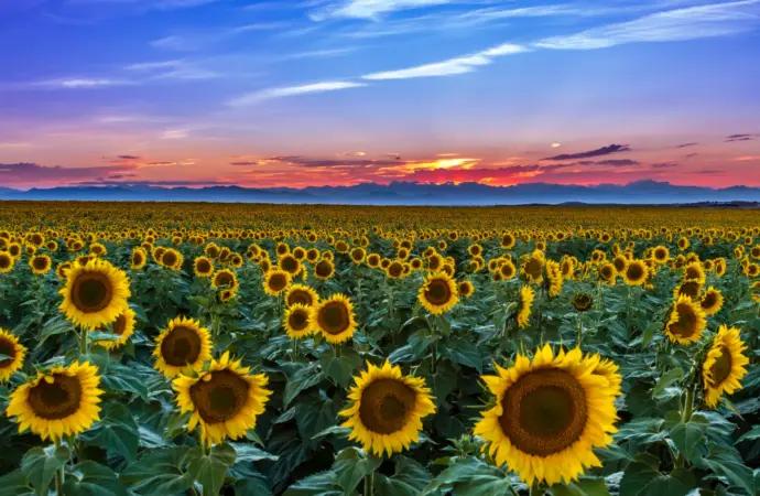 Understanding Denver Weather: Current Trends and Impacts