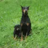 All You Need to Know About Dobermans