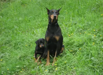 All You Need to Know About Dobermans