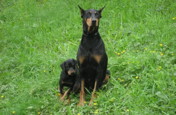 All You Need to Know About Dobermans