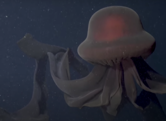 Exploring the Giant Phantom Jellyfish: A Deep-Sea Wonder