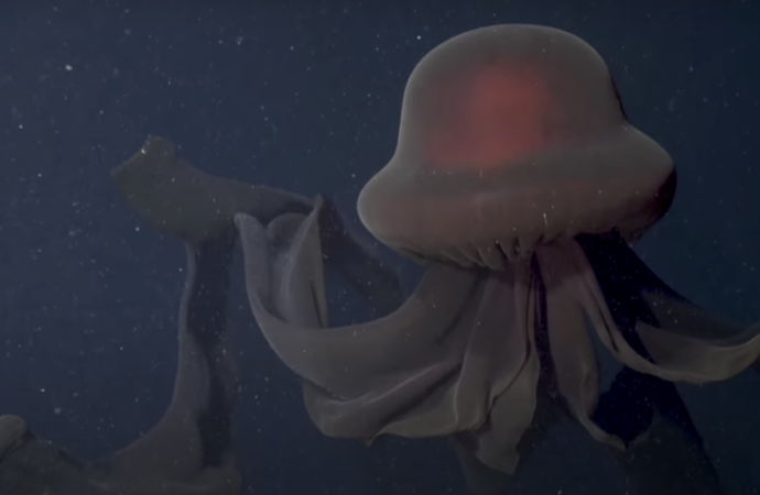 Exploring the Giant Phantom Jellyfish: A Deep-Sea Wonder