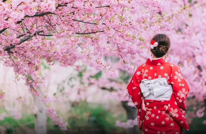 Experience the Magic of the Japanese Cherry Blossom Festival