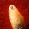 Understanding the New World Screwworm and Its Impact
