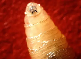 Understanding the New World Screwworm and Its Impact
