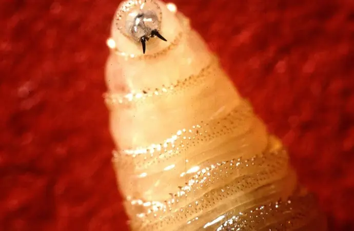 Understanding the New World Screwworm and Its Impact