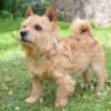 The Delightful Norwich Terrier: A Closer Look