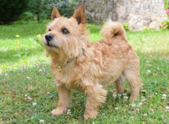 The Delightful Norwich Terrier: A Closer Look