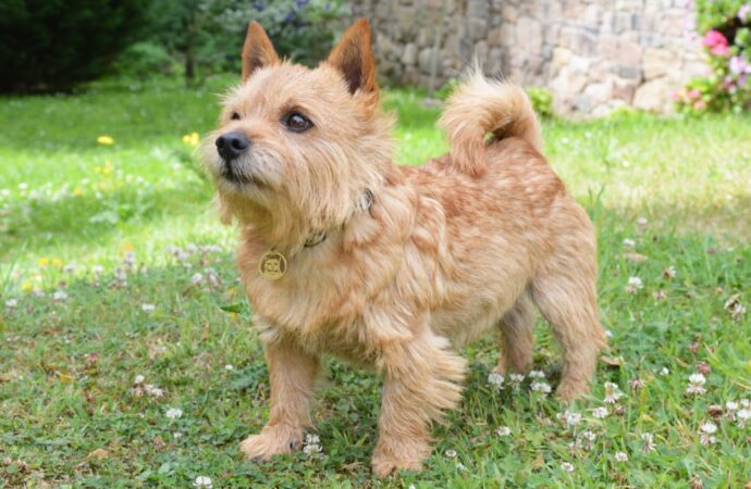 The Delightful Norwich Terrier: A Closer Look