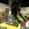 Everything You Need to Know About Puppy Bowl 2024