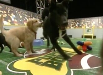 Everything You Need to Know About Puppy Bowl 2024