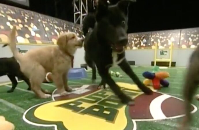 Everything You Need to Know About Puppy Bowl 2024