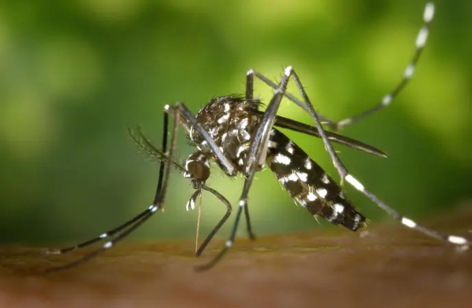 Seychelles Faces Chikungunya Virus Outbreak: What You Need to Know