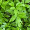 Discovering Sochan: The Emerging Superfood Trend