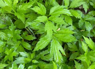 Discovering Sochan: The Emerging Superfood Trend
