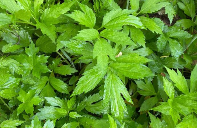 Discovering Sochan: The Emerging Superfood Trend