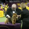 Highlights from the Westminster Dog Show 2023