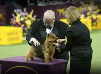 Highlights from the Westminster Dog Show 2023