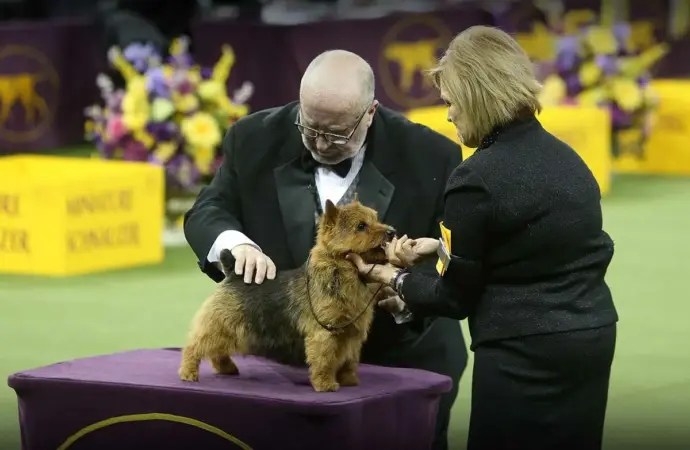 Highlights from the Westminster Dog Show 2023