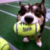 Who Won the Puppy Bowl 2026?
