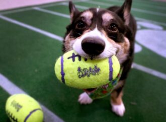 Who Won the Puppy Bowl 2026?