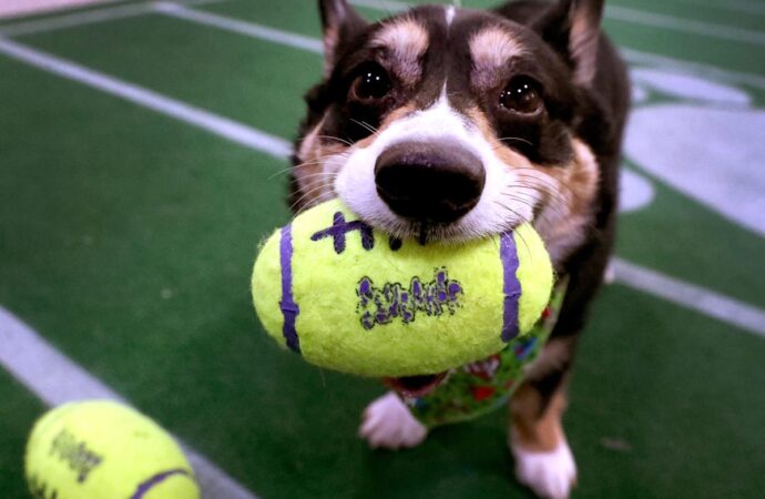Who Won the Puppy Bowl 2026?