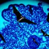 Nipah virus: What is the Current Situation with the  in Kerala, India?
