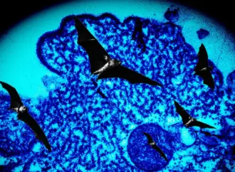 Nipah virus: What is the Current Situation with the  in Kerala, India?