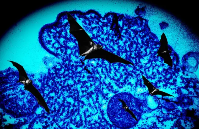 Nipah virus: What is the Current Situation with the  in Kerala, India?