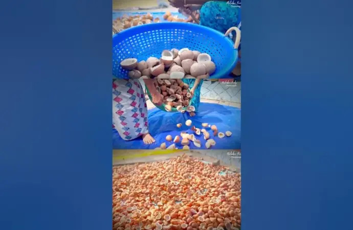വെളിച്ചെണ്ണ: Why Are Coconut Prices Falling in Kerala?