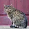 Cat gatekeeper extension: What is the ?